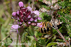 Halictus rubicundus on Thymus pulegioides (C318585) Halictus rubicundus on Thymus pulegioides (C318585)