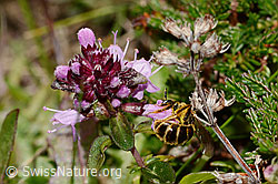 Arznei-Thymian (Thymus pulegioides)