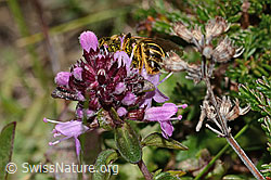 Halictus rubicundus on Thymus pulegioides (C318588) Halictus rubicundus on Thymus pulegioides (C318588)
