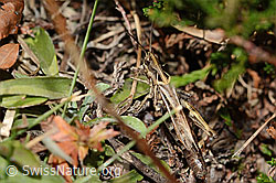 Nachtigall-Grashüpfer (Chorthippus biguttulus) (C318591) Nachtigall-Grashüpfer (Chorthippus biguttulus) (C318591)