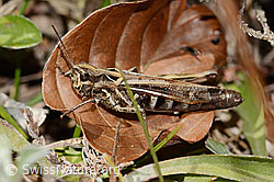 Nachtigall-Grashüpfer (Chorthippus biguttulus) (08.11.2024, C318593)