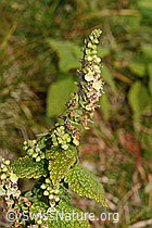 C318637: Salbeiblättriger Gamander (Teucrium scorodonia)