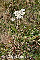 Gemeine Schafgarbe (Achillea millefolium) (C318640) Gemeine Schafgarbe (Achillea millefolium) (C318640)