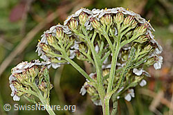 Gemeine Schafgarbe (Achillea millefolium) (C318642) Gemeine Schafgarbe (Achillea millefolium) (C318642)