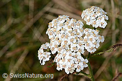 Gemeine Schafgarbe (Achillea millefolium) (C318645) Gemeine Schafgarbe (Achillea millefolium) (C318645)