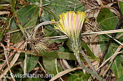 Hieracium pilosella (C318649)