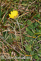 Hieracium pilosella (C318651)