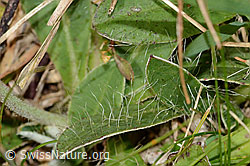 Hieracium pilosella (C318654)