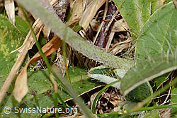 Hieracium pilosella (C318655)