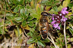 Arznei-Thymian (Thymus pulegioides)