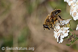Garten-Keilfleckschwebfliege (Eristalis horticola) auf Gemeiner Schafgarbe (Achillea millefolium) (C318678) Garten-Keilfleckschwebfliege (Eristalis horticola) auf Gemeiner Schafgarbe (Achillea millefolium) (C318678)