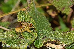 Gelbe Dungfliege (Scathophaga stercoraria) (C318681)