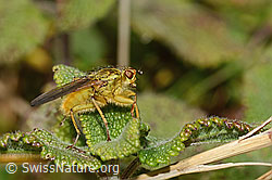 Gelbe Dungfliege (Scathophaga stercoraria) (C318684)