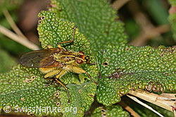 Gelbe Dungfliege (Scathophaga stercoraria) (C318685)