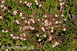 Besenheide (Calluna vulgaris) (C318696)