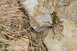 Gelbe Dungfliege (Scathophaga stercoraria) (C318708)