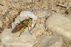 Gelbe Dungfliege (Scathophaga stercoraria) (C318709)