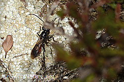 Anoplius infuscatus (Wegwespe) (C318712)