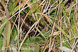 Feldgrille (Gryllus campestris) (C318725) Feldgrille (Gryllus campestris) (C318725)
