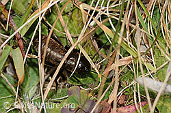 Feldgrille (Gryllus campestris) (C318731) Feldgrille (Gryllus campestris) (C318731)