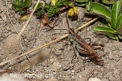 Nachtigall-Grashüpfer (Chorthippus biguttulus) (C318754)