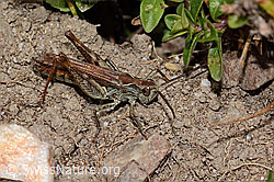 Nachtigall-Grashüpfer (Chorthippus biguttulus) (C318756)