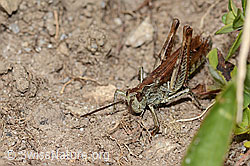 Nachtigall-Grashüpfer (Chorthippus biguttulus) (C318761)
