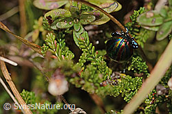 Längsgestreifter Blattkäfer (Chrysomela cerealis) (09.11.2024, C318766)