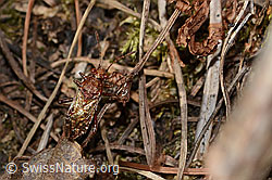 Hellbraune Glasflügelwanze (Rhopalus subrufus) (11.11.2024, C318835)
