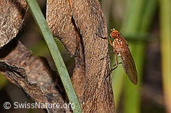 Suillia bicolor (Scheufliege) (11.11.2024, C318853)