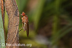 Suillia bicolor (Scheufliege) (C318855)