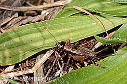 Waldgrille (Nemobius sylvestris) (11.11.2024, C318881)