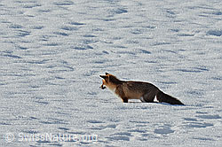 C319365: Rotfuchs (Vulpes vulpes)