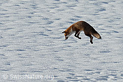 C319366: Rotfuchs (Vulpes vulpes)