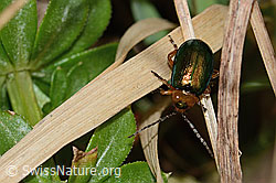 Foto: Hallescher Blattkäfer (Sermylassa halensis)