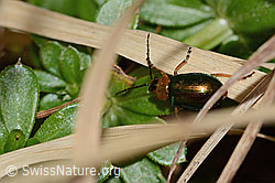 Foto: Hallescher Blattkäfer (Sermylassa halensis)
