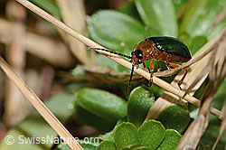 Foto: Hallescher Blattkäfer (Sermylassa halensis)
