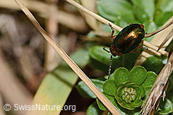 Foto: Hallescher Blattkäfer (Sermylassa halensis)