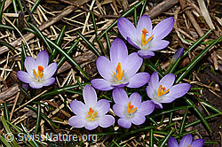 Frühlings-Krokus (Crocus albiflorus) (C319938)