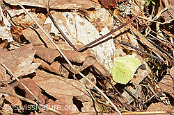 Zitronenfalter (Gonepteryx rhamni) (03.03.2025, C320135)