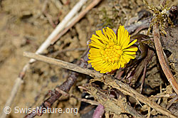 Huflattich (Tussilago farfara) (03.03.2025, C320136)