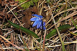Foto: Sibirischer Blaustern (Scilla siberica)