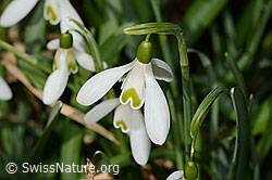 Schneeglöckchen (Galanthus nivalis) (C320331) Schneeglöckchen (Galanthus nivalis) (C320331)