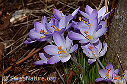 Frühlings-Krokus (Crocus albiflorus) (C320335)
