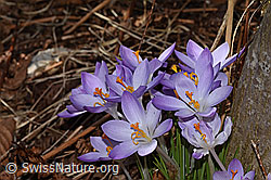 Frühlings-Krokus (Crocus albiflorus) (C320336)