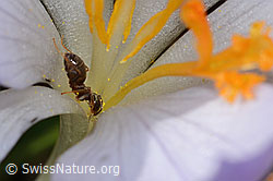 Schwarze Wegameise (Lasius niger) auf Frühlings-Krokus (Crocus albiflorus) (C320338)