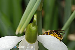 Gewöhnliche Schmalbiene (Lasioglossum calceatum) auf Schneeglöckchen (Galanthus nivalis) (C320346) Gewöhnliche Schmalbiene (Lasioglossum calceatum) auf Schneeglöckchen (Galanthus nivalis) (C320346)