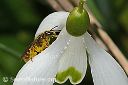 Gewöhnliche Schmalbiene (Lasioglossum calceatum) auf Schneeglöckchen (Galanthus nivalis) (C320353) Gewöhnliche Schmalbiene (Lasioglossum calceatum) auf Schneeglöckchen (Galanthus nivalis) (C320353)