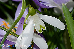 Schneeglöckchen (Galanthus nivalis) (C320356) Schneeglöckchen (Galanthus nivalis) (C320356)