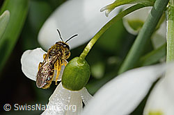 Gewöhnliche Schmalbiene (Lasioglossum calceatum) auf Schneeglöckchen (Galanthus nivalis) (C320359) Gewöhnliche Schmalbiene (Lasioglossum calceatum) auf Schneeglöckchen (Galanthus nivalis) (C320359)